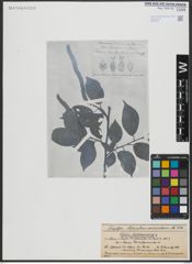 Foto von Salix urbaniana Seemen